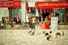 TUNEZJA_2008_229, tunezja, podróże, koty, plac, bazar, medina, stare miasto,  architektura, fotograf