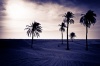 TUNISIA_2008_106, tunisia, travel, palm trees, landscape, desert, photography, duotone,