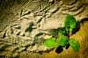 NATURE 0004, nature, plants, sand, footprints,  traces, concrete, photography, color,