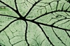 NATURE 0009, nature, plant, leaf, photography, color,