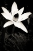 NATURE 0013, nature, flower, lily, water lily, nymphaea alba, nenuphar, photography, black white, B&