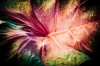 NATURA 0016, natura, przyroda, roślina, liść, fotografia, kolor,