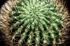 NATURA 0023, natura, przyroda,  roślina, sukulent, kaktus, fotografia, kolor,