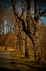 LANDSCAPE 0008, trees, avenue, light, shadow, concrete, landscape, photography, color,